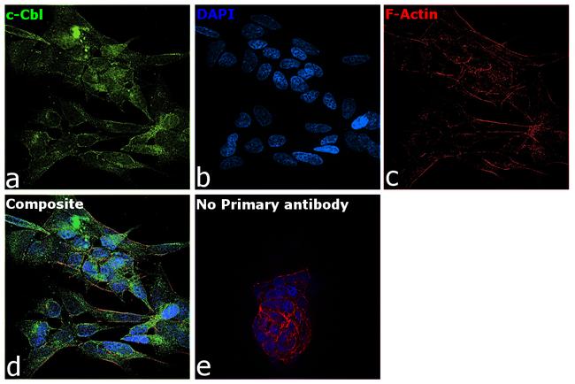 c-Cbl Antibody in Immunocytochemistry (ICC/IF)