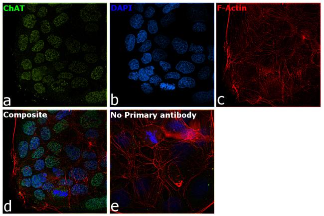 ChAT Antibody in Immunocytochemistry (ICC/IF)