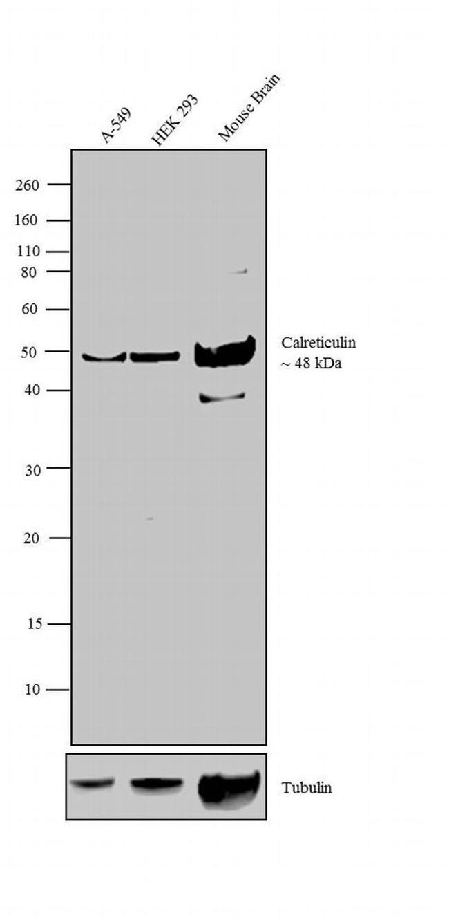 Calreticulin Antibody in Western Blot (WB)