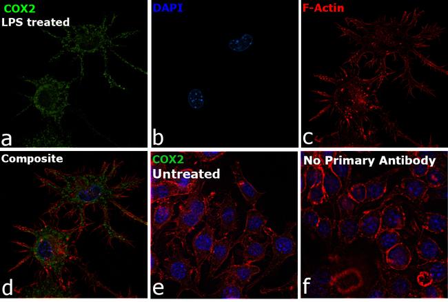 COX2 Antibody in Immunocytochemistry (ICC/IF)