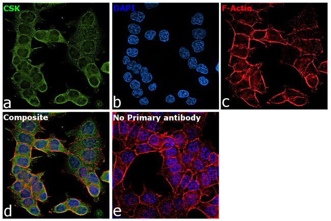 CSK Antibody in Immunocytochemistry (ICC/IF)