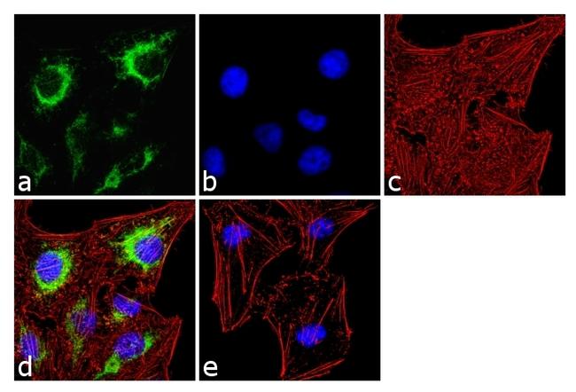 IP3 Receptor 2 Antibody in Immunocytochemistry (ICC/IF)