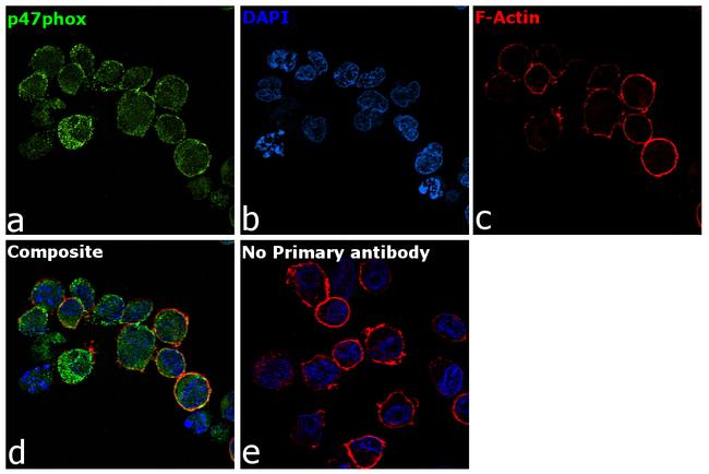 p47phox Antibody in Immunocytochemistry (ICC/IF)