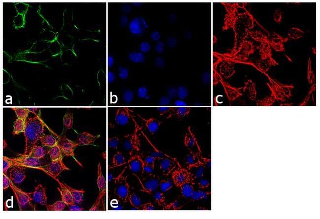 KCNQ3 Antibody in Immunocytochemistry (ICC/IF)