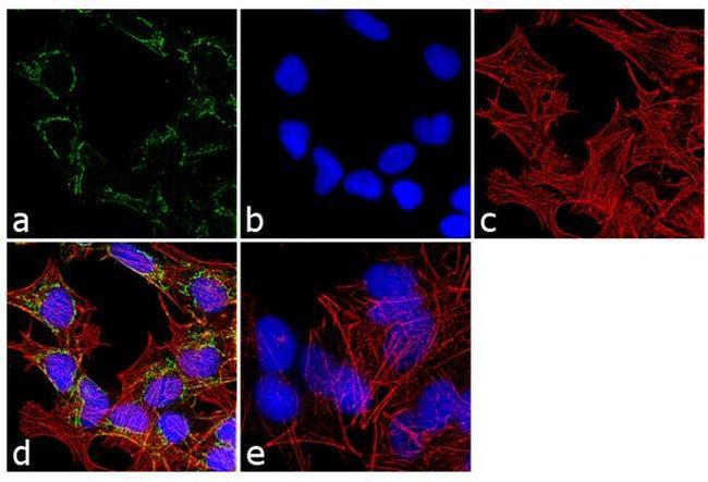 PSMC3 Antibody in Immunocytochemistry (ICC/IF)