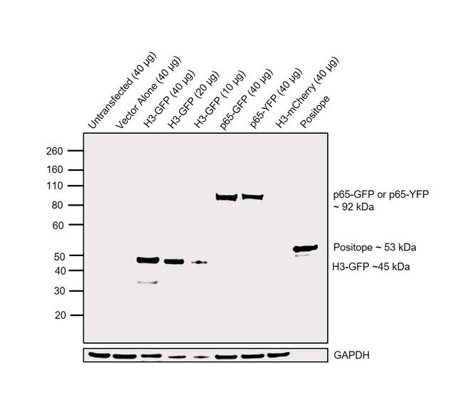 GFP Antibody in Western Blot (WB)