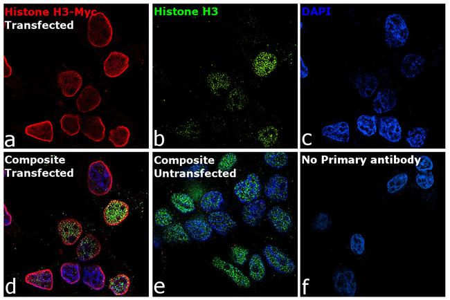 Myc Tag Antibody in Immunocytochemistry (ICC/IF)