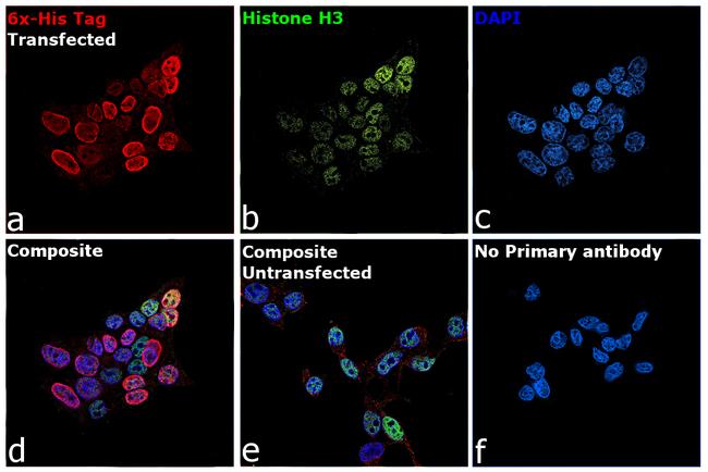 6x-His Tag Antibody in Immunocytochemistry (ICC/IF)