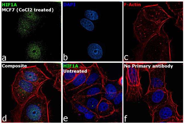 HIF1A Antibody in Immunocytochemistry (ICC/IF)