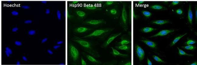 HSP90 beta Antibody in Immunocytochemistry (ICC/IF)