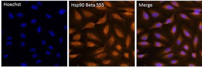 HSP90 beta Antibody in Immunocytochemistry (ICC/IF)