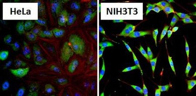 HSP90 alpha Antibody in Immunocytochemistry (ICC/IF)