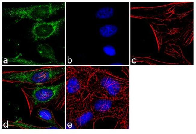 ECM29 Antibody in Immunocytochemistry (ICC/IF)