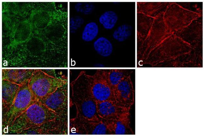 PRDX1 Antibody in Immunocytochemistry (ICC/IF)