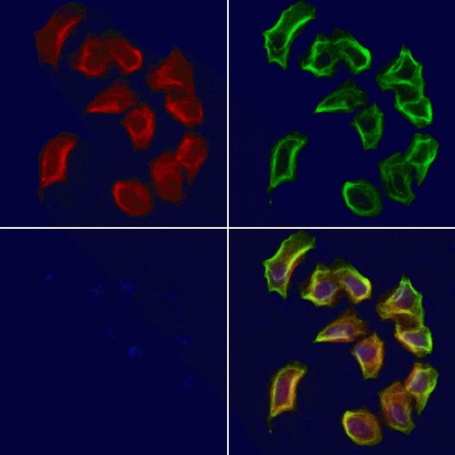 SULT4A1 Antibody in Immunocytochemistry (ICC/IF)