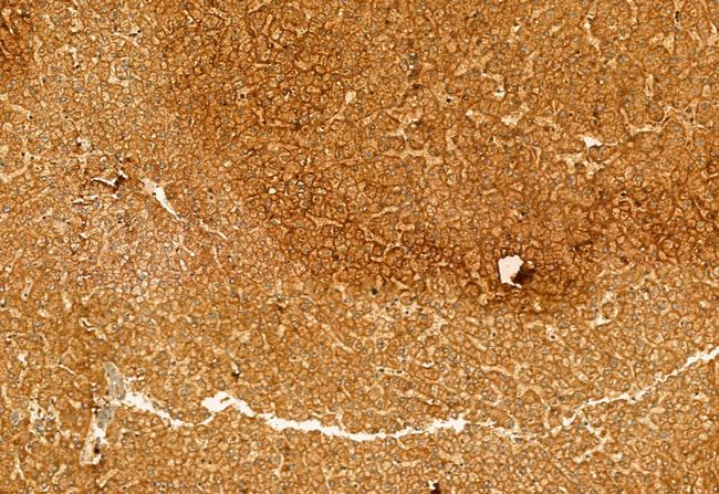 KMO Antibody in Immunohistochemistry (Paraffin) (IHC (P))