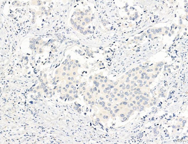 NEU4 Antibody in Immunohistochemistry (Paraffin) (IHC (P))