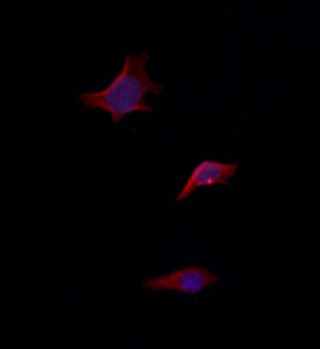 NLRX1 Antibody in Immunocytochemistry (ICC/IF)