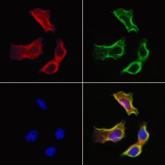 SULT1E1 Antibody in Immunocytochemistry (ICC/IF)