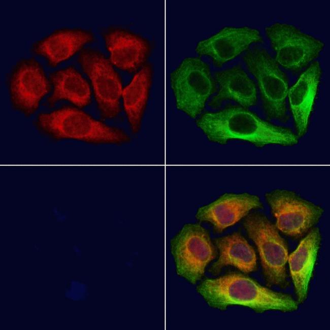 NAPRT1 Antibody in Immunocytochemistry (ICC/IF)