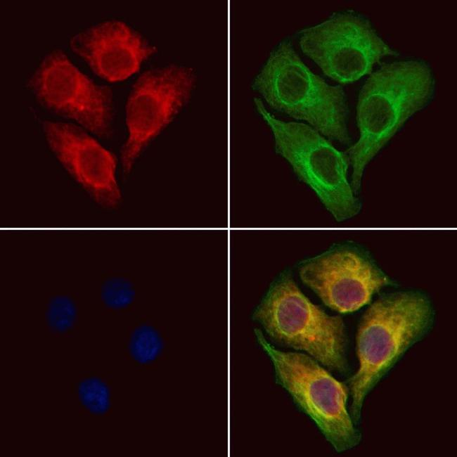 RCN2 Antibody in Immunocytochemistry (ICC/IF)