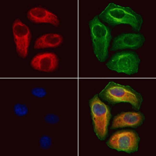 VPS16 Antibody in Immunocytochemistry (ICC/IF)