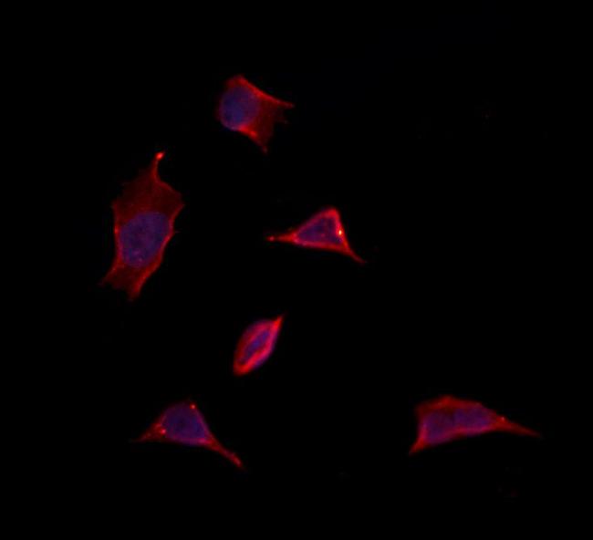 MDH1 Antibody in Immunocytochemistry (ICC/IF)