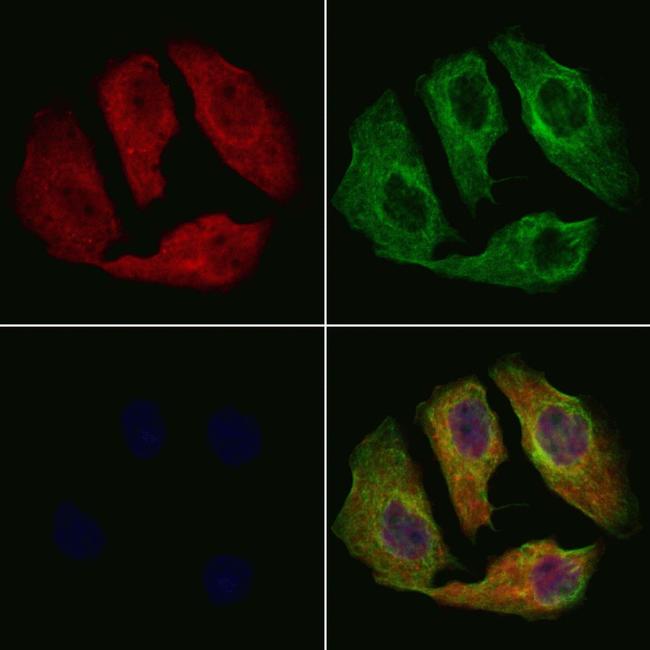 PER2 Antibody in Immunocytochemistry (ICC/IF)