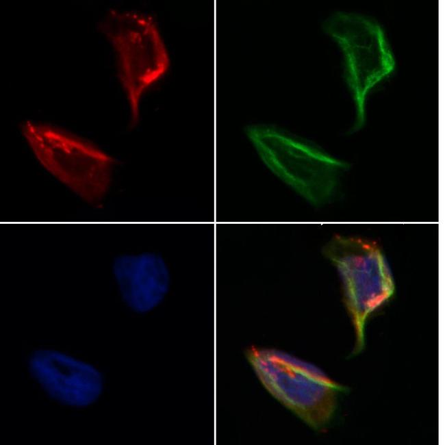 SEC24A Antibody in Immunocytochemistry (ICC/IF)