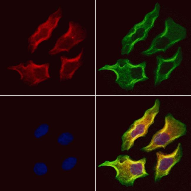 Syndecan 3 Antibody in Immunocytochemistry (ICC/IF)