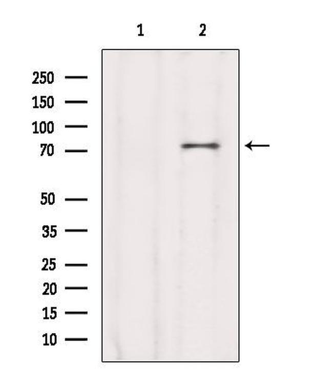 CCDC93 Antibody in Western Blot (WB)