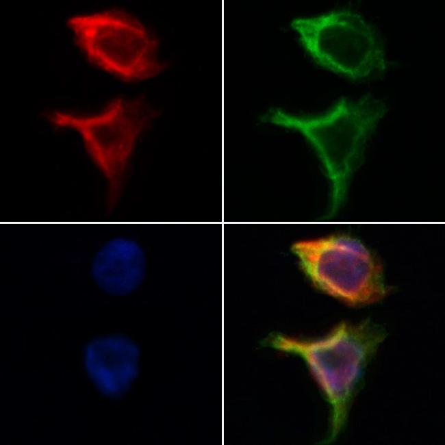 GPD2 Antibody in Immunocytochemistry (ICC/IF)