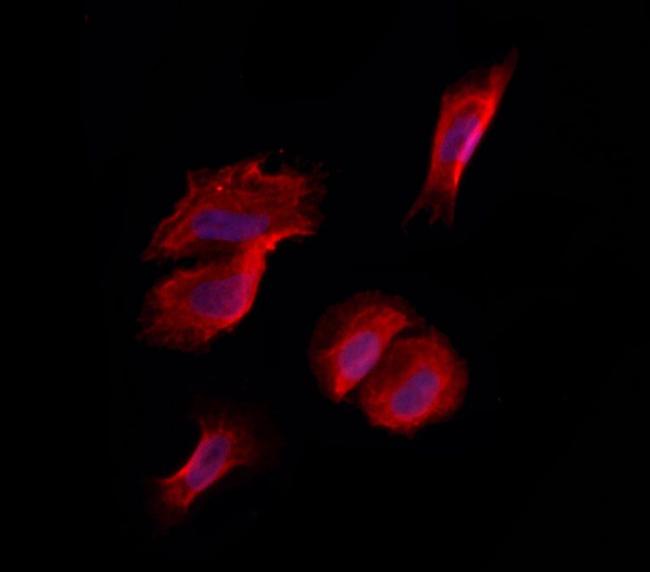 LRP130 Antibody in Immunocytochemistry (ICC/IF)