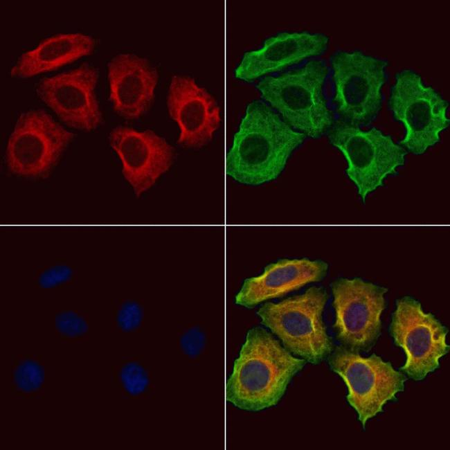 SUOX Antibody in Immunocytochemistry (ICC/IF)