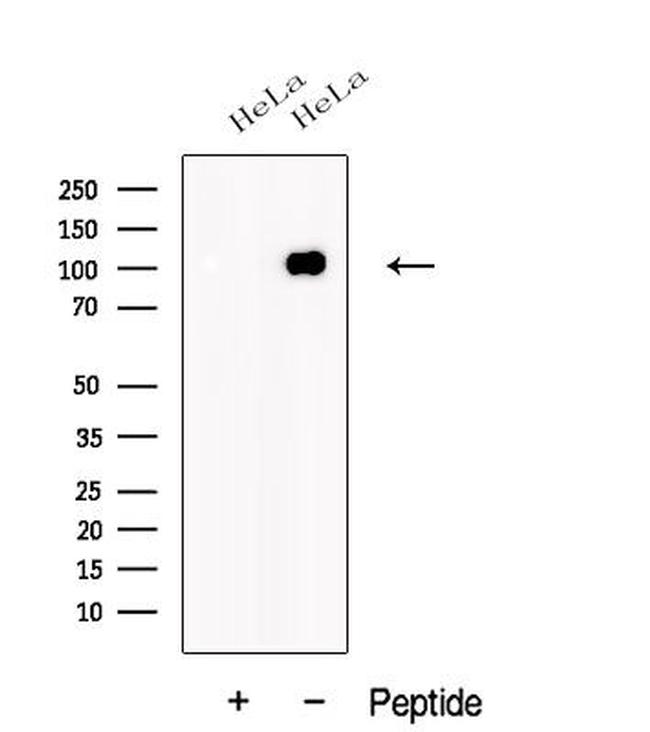 AMOTL1 Antibody in Western Blot (WB)