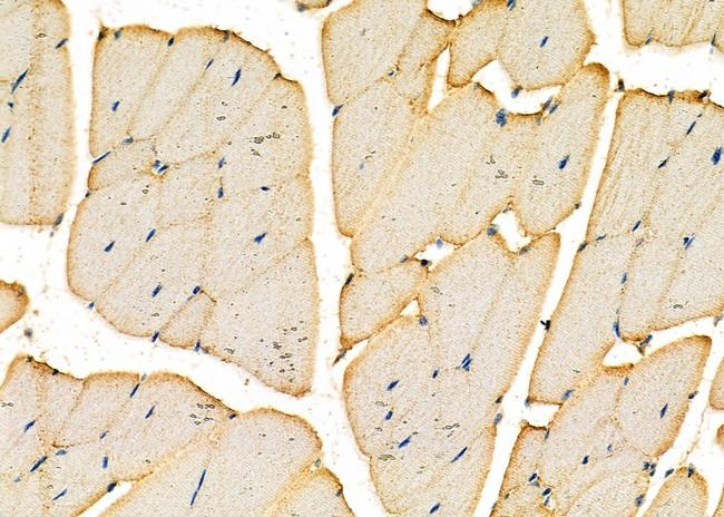 DMKN Antibody in Immunohistochemistry (Paraffin) (IHC (P))