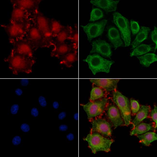 DZIP1 Antibody in Immunocytochemistry (ICC/IF)