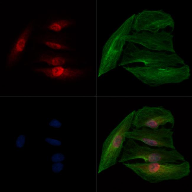 NHP2 Antibody in Immunocytochemistry (ICC/IF)