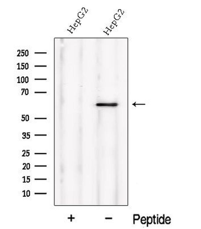 NMD3 Antibody in Western Blot (WB)