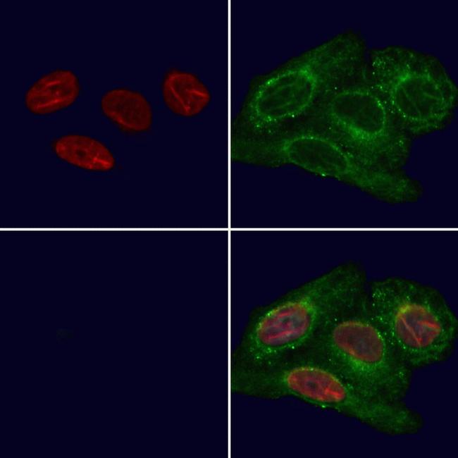 QKI Antibody in Immunocytochemistry (ICC/IF)