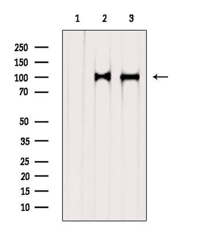 STT3A Antibody in Western Blot (WB)