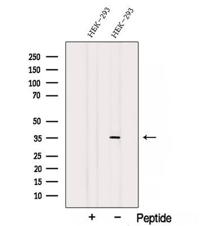 Syntaxin 4 Antibody in Western Blot (WB)