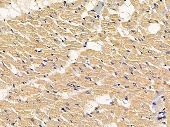 alpha Amylase 2B Antibody in Immunohistochemistry (Paraffin) (IHC (P))