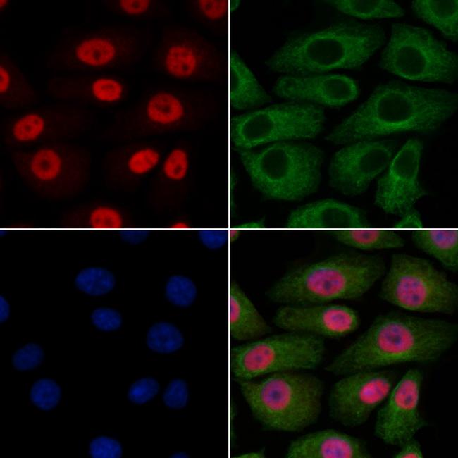 BHLHB5 Antibody in Immunocytochemistry (ICC/IF)