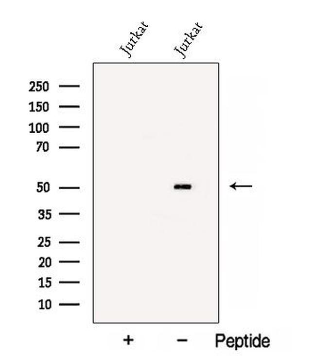 BTN3A1 Antibody in Western Blot (WB)