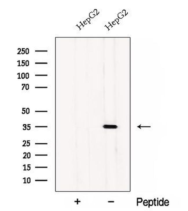 CWC15 Antibody in Western Blot (WB)