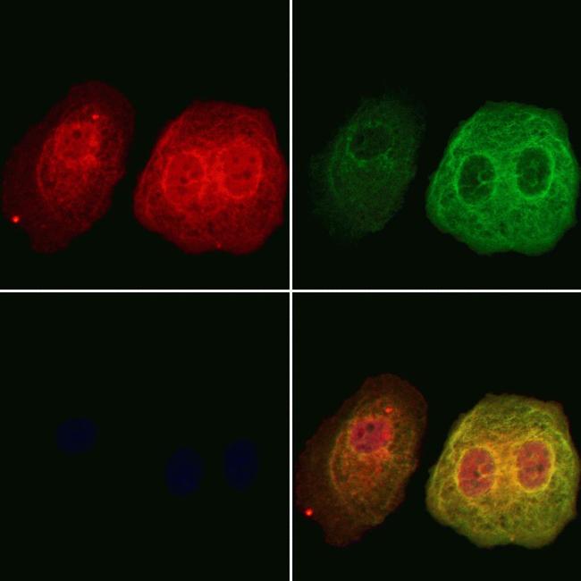 DNAJA2 Antibody in Immunocytochemistry (ICC/IF)