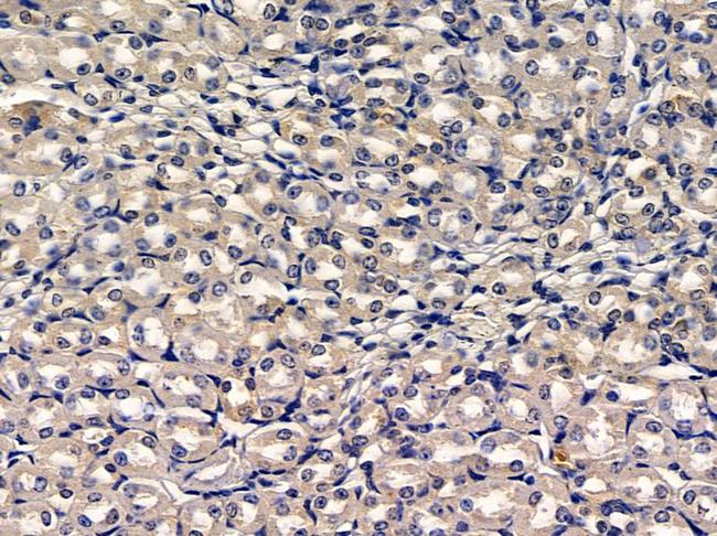 DOC2B Antibody in Immunohistochemistry (Paraffin) (IHC (P))