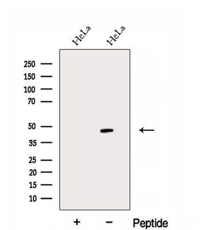 EAF1 Antibody in Western Blot (WB)