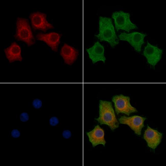 FGL1 Antibody in Immunocytochemistry (ICC/IF)